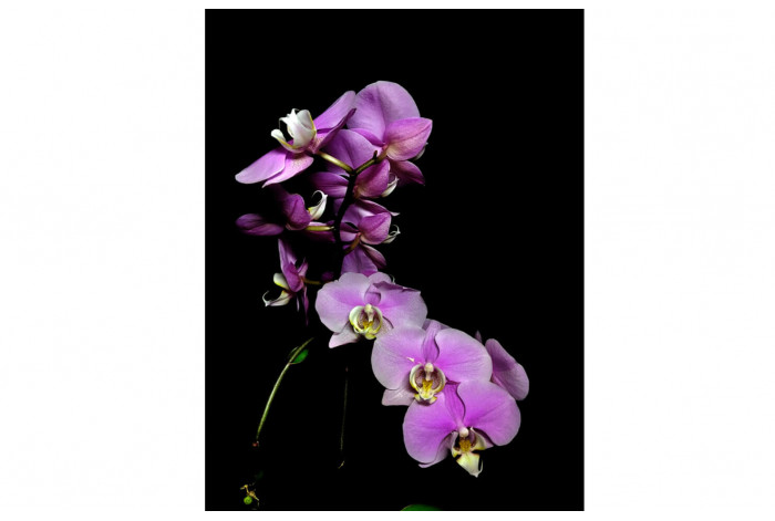 Картина Фиолетовая орхидея на чёрном фоне